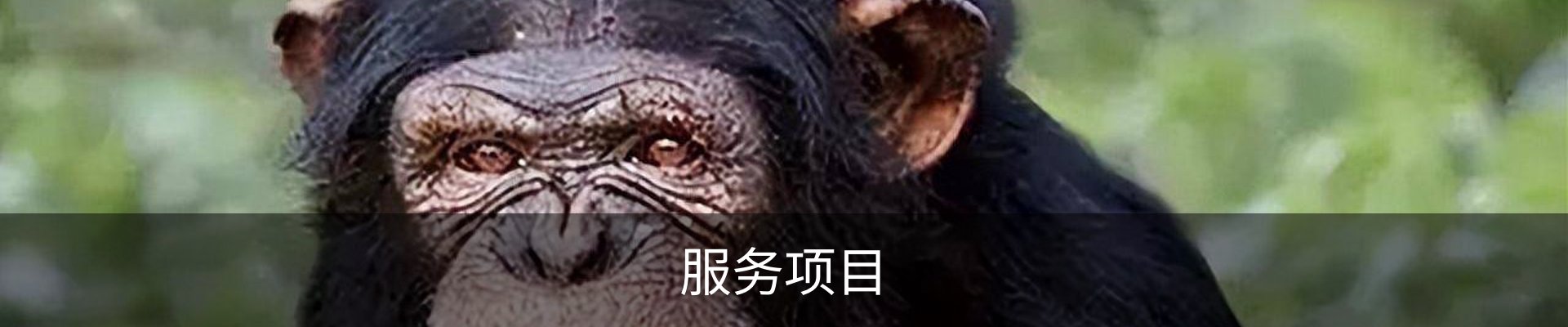 服务项目